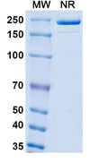 Detects Monkeypox virus/MPXV A35R in indirect ELISAs.