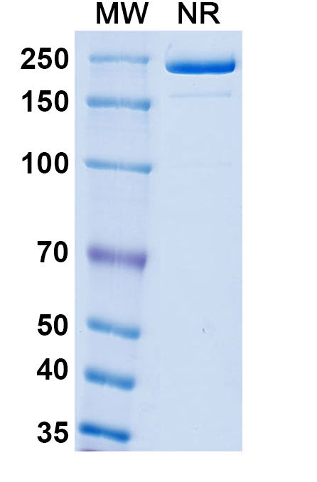 Detects Monkeypox virus/MPXV A35R in indirect ELISAs.