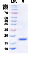 Recombinant LSDV EEV glycoprotein/LSDV122 Protein, N-His