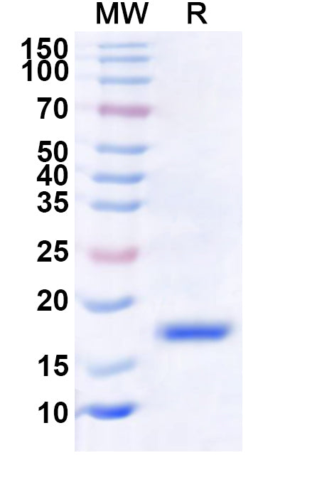 Recombinant LSDV EEV glycoprotein/LSDV122 Protein, N-His