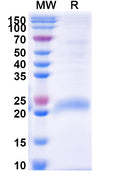 Recombinant Monkeypox virus/MPXV D14L Protein, C-His