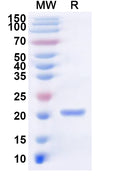 Recombinant LSDV EEV Host range protein/LSDV141 Protein, N-His