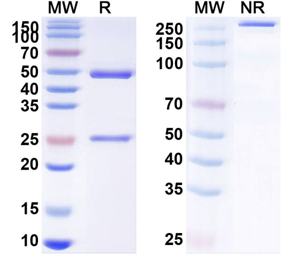 SDS-PAGE for Anti-Canine Parvovirus/CPV Monoclonal Antibody (1A420)