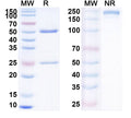 SDS-PAGE for Anti-Canine Parvovirus/CPV Monoclonal Antibody (1A423)
