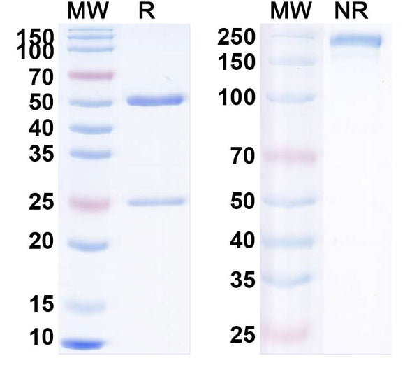 SDS-PAGE for Anti-Canine Parvovirus/CPV Monoclonal Antibody (1A423)