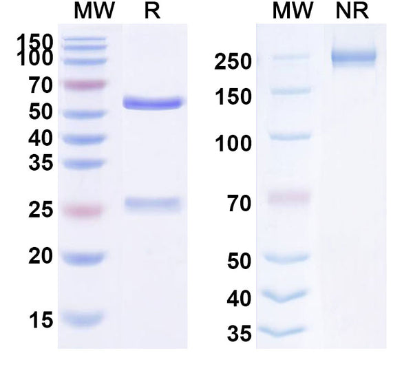 Anti-HIV-1 gp120 Reference Antibody (Suvizumab) – Figure 1 of 2
