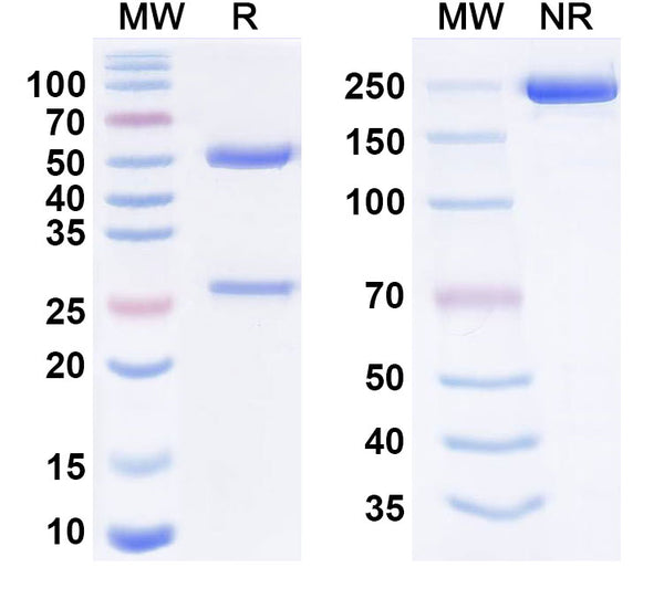 Anti-HIV-1 gp120 Reference Antibody (Elipovimab) – Figure 1 of 1