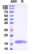SDS-PAGE for Anti-HIV1 Surface protein gp120 Nanobody (SAA0882)