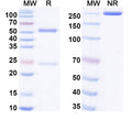 SDS-PAGE for InVivoMAb Anti-HIV-1 gp140/Env Trimer Broadly Neutralizing Antibody (Iv0112)