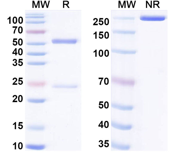 SDS-PAGE for InVivoMAb Anti-HIV-1 gp140/Env Trimer Broadly Neutralizing Antibody (Iv0112)