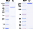 SDS-PAGE for InVivoMAb Anti-HIV1 env/Env polyprotein Broadly Neutralizing Antibody (Iv0114)