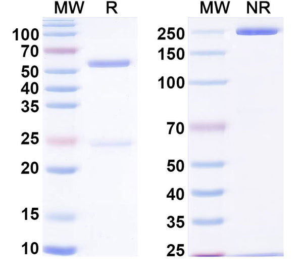 SDS-PAGE for InVivoMAb Anti-HIV1 env/Env polyprotein Broadly Neutralizing Antibody (Iv0114)