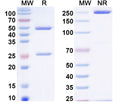SDS-PAGE for InVivoMAb Anti-HIV1 env/Env polyprotein Antibody (Iv0115)