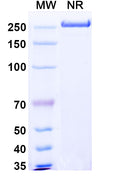 Anti-HIV-1 gp120 Reference Antibody (Lafuvitug) – Figure 1 of 1