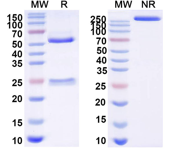 SDS-PAGE for InVivoMAb Anti-HBV-A S-HBsAg/SHB Antibody (Iv0151).