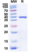 Recombinant Avian HEV Capsid Protein, N-His