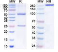 SDS-PAGE for Anti-Hepatitis E virus/HEV E2s domain Antibody (8H3)