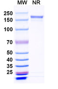 SDS-PAGE for Anti-EBV/HHV-4 BLLF1/MA Antibody (72A1).