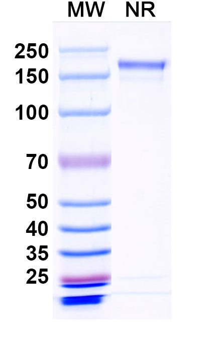 SDS-PAGE for Anti-EBV/HHV-4 BLLF1/MA Antibody (72A1).