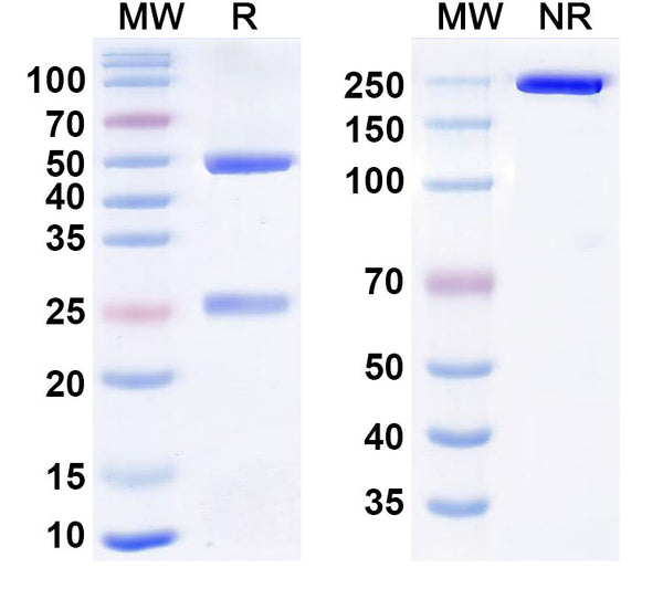 Anti-Ebolavirus GP/Glycoprotein Reference Antibody (Larcaviximab) – Figure 1 of 1