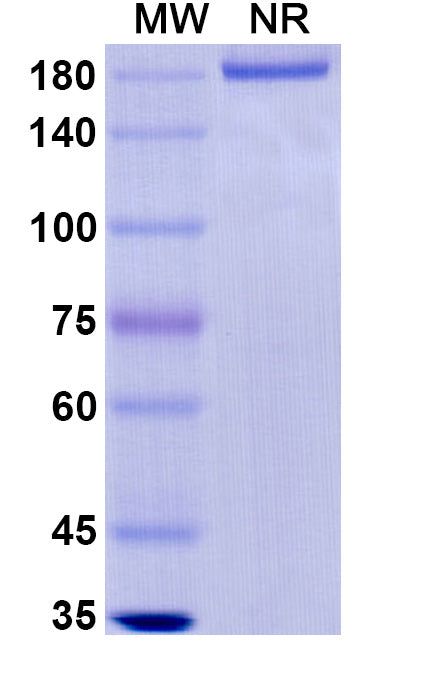 Anti-Ebolavirus GP/Glycoprotein Reference Antibody (Odesivimab) – Figure 1 of 1