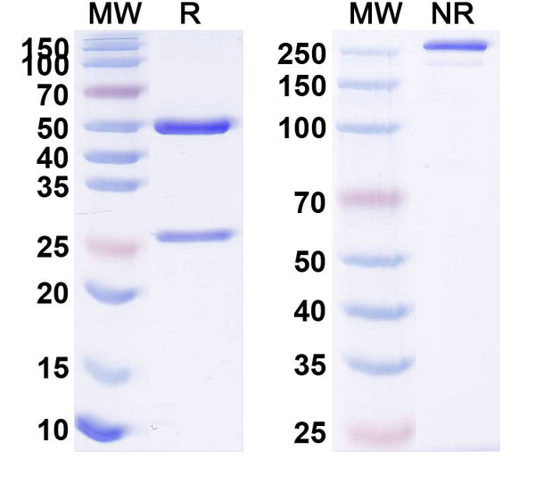 Anti-Ebolavirus GP/Glycoprotein Reference Antibody (Cosfroviximab) – Figure 1 of 1