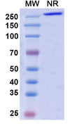 Anti-Ebolavirus GP/Glycoprotein Reference Antibody (Porgaviximab) – Figure 1 of 1