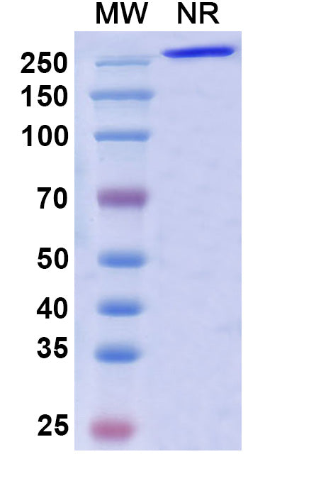 Anti-Ebolavirus GP/Glycoprotein Reference Antibody (Porgaviximab) – Figure 1 of 1