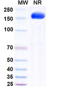 Anti-Ebolavirus GP/Glycoprotein Reference Antibody (Maftivimab) – Figure 1 of 1