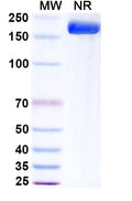 Anti-Ebolavirus GP/Glycoprotein Reference Antibody (Atoltivimab) – Figure 1 of 1