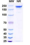 Anti-Ebolavirus GP/Glycoprotein Reference Antibody (Ansuvimab) – Figure 1 of 1