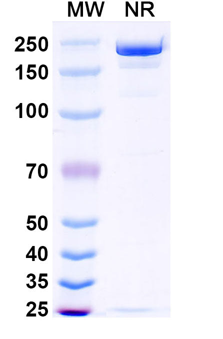Anti-Ebolavirus GP/Glycoprotein Reference Antibody (Ansuvimab) – Figure 1 of 1
