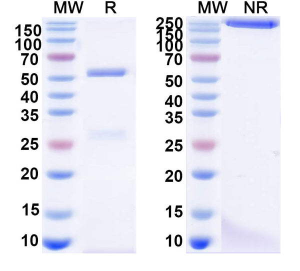 Anti-REBOV/SEBOV/TAFV/ZEBOV GP/Envelope glycoprotein Reference Antibody (ADI-15878) – Figure 1 of 1