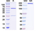 SDS-PAGE for InVivoMAb Anti-Nipah virus/NiV Glycoprotein G Antibody (SAA2192)