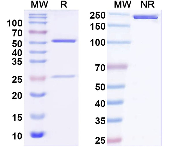 SDS-PAGE for InVivoMAb Anti-Nipah virus/NiV Glycoprotein G Antibody (SAA2192)