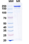Anti-RABV Glycoprotein G Reference Antibody (Ormutivimab) – Figure 1 of 1