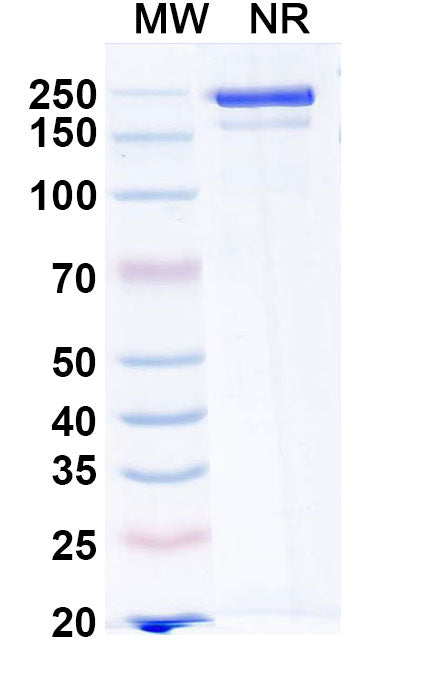 Anti-RABV Glycoprotein G Reference Antibody (Ormutivimab) – Figure 1 of 1