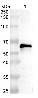 Western blot analysis was performed using anti-L1 polyclonal antibody at 1ug/mL on various samples.
Lane 1: recombinant HPV18 L1/Major capsid protein L1 (Catalog No: VK639032)