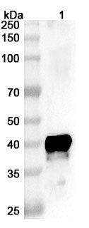 Western blot analysis was performed using anti-NSP1-CHPV polyclonal antibody at 1ug/mL on various samples.
Lane 1: recombinant CHIKV NSP1 (Catalog No: VK640022)
