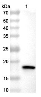 Western blot analysis was performed using anti-NPS3-CHPV  polyclonal antibody at 1ug/mL on various samples.
Lane 1: recombinant CHIKV NSPS3 (Catalog No: VK640032)