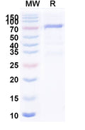 Recombinant TBEV Envelope protein E Protein, C-Fc