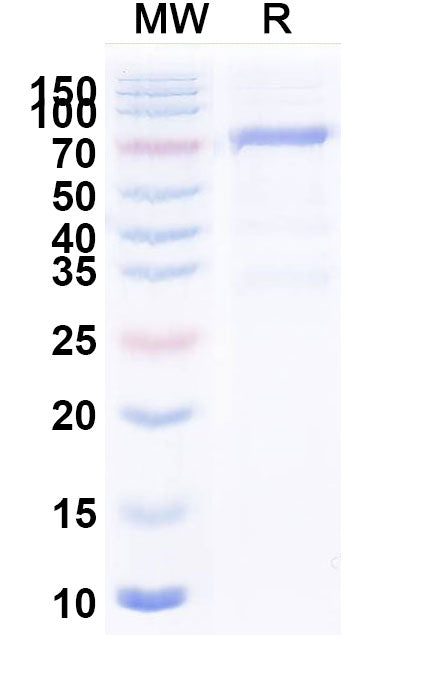 Recombinant TBEV Envelope protein E Protein, C-Fc