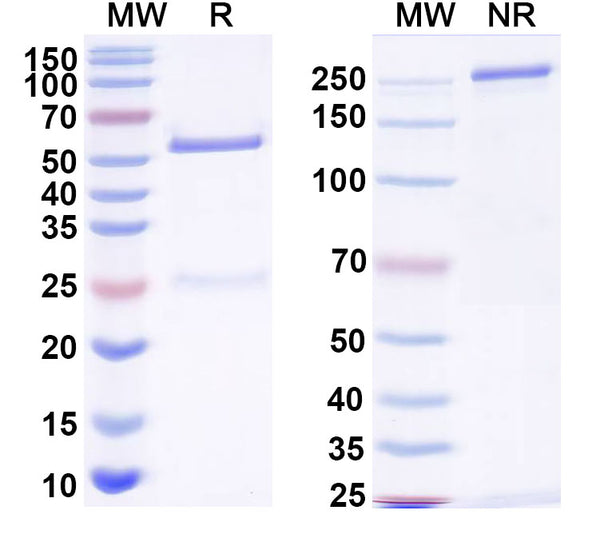 SDS-PAGE for Anti-HIV1 gp120/Glycoprotein 120 Antibody (IgG1b12)