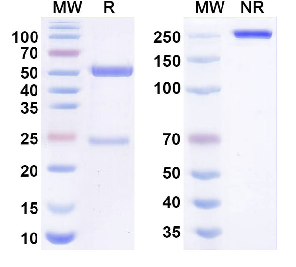 Anti-HIV-1 gp120 Reference Antibody (Lotivibart) – Figure 1 of 1