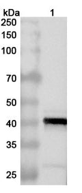 Western blot analysis was performed using anti-CP2475L-p37 polyclonal antibody at 1ug/mL on various samples.
Lane 1: recombinant ASFV CP2475L (p37) (Catalog No: VK647012)