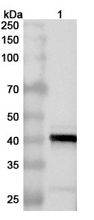 Western blot analysis was performed using anti-CP2475L-p37 polyclonal antibody at 1ug/mL on various samples.
Lane 1: recombinant ASFV CP2475L (p37) (Catalog No: VK647012)