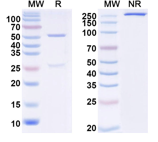 SDS-PAGE for Anti-Zika virus/ZIKV NS1c Antibody (DV62.5).