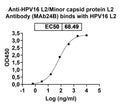 SDS-PAGE for Anti-HPV16 L2/Minor capsid protein L2 Antibody (MAb24B).