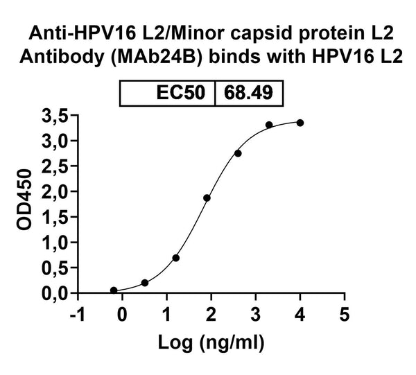 SDS-PAGE for Anti-HPV16 L2/Minor capsid protein L2 Antibody (MAb24B).