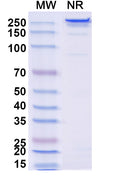 Anti-HCMV HCMV gB Reference Antibody (Regavirumab) – Figure 1 of 1